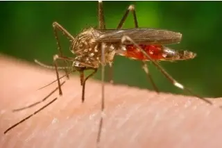 Imagen Se triplican casos de dengue, Chincungunya y Zika en Veracruz y 4 estados