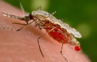 Imagen 'Paludismo' es una enfermedad infecciosa y puede causar la muerte: Médico 