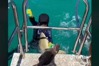 Imagen Tiburón ataca a niño mientras pescaba (+video)