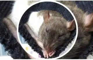 Imagen Piden apoyo para encontrar a una rata en Veracruz; “no muerde y es sociable”