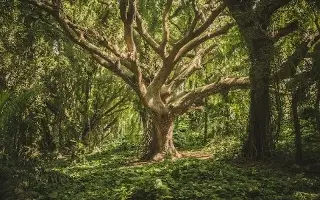 Imagen Un 7.1% de los bosques de montaña se han perdido desde comienzos de siglo, según estudio