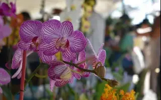 Imagen En exposición más de 2 mil orquídeas en Teocelo, Veracruz