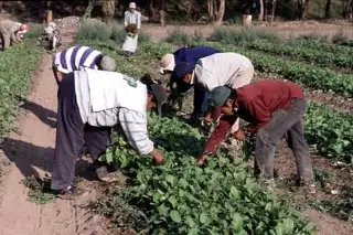 Imagen EU ve necesaria más llegada de inmigrantes para aumentar la mano de obra