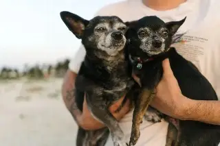 Pros y contras de llevar a las mascotas a la playa 