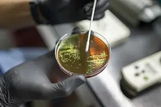 Imagen ¿Cómo frenar el hongo resistente a medicamentos mortal que se propaga?