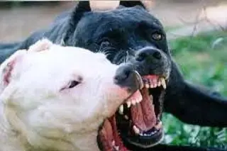 Imagen Joven mujer muere tras ser atacada por sus propios perros pitbull