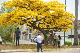 Árbol Primavera, nuevo atractivo turístico de Xalapa