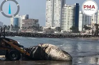 Imagen Aparece ballena muerta en playas de Boca del Río