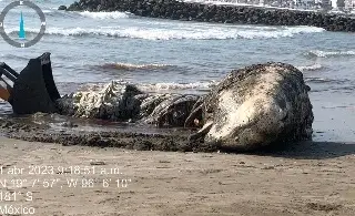 Imagen Extraña a pescadores presencia de cachalote en costas de Veracruz; no es común, dicen