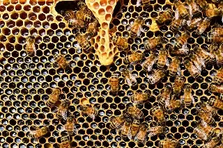 Imagen Hoy es Día mundial de las abejas 