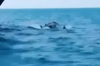 Imagen Captan delfines en mar de Veracruz desde una lancha 