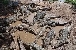 Imagen Hombre muere atacado por 40 cocodrilos de su granja