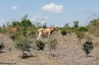Imagen Sequía en se concentra en región norte del estado de Veracruz: Protección Civil