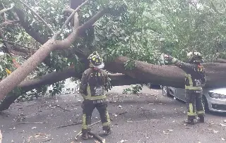 Imagen Cae árbol de 20 metros y aplasta cuatro vehículos