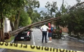 Imagen Árboles caídos, carros dañados y una estudiante rescatada deja fuerte tormenta en Orizaba, Veracruz 