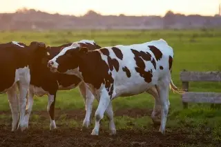 Imagen ¿En qué etapa se puede detectar el clembuterol en animales de ganado? Esto dice ganadero 