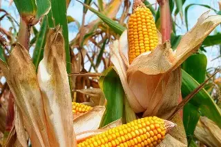 Imagen México defenderá ante EU su posición en consultas sobre maíz transgénico