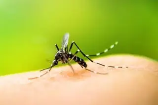 Imagen Mujer de 54 años muere por dengue; aumentan contagios