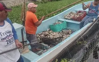 Imagen Pescadores pierden 30 toneladas de mojarra por contaminación de ingenio