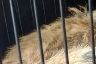Imagen Rescatan al perro 