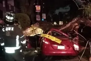 Imagen Muere mujer tras caer árbol sobre su auto