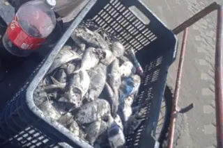 Imagen Retiran más de una tonelada de peces muertos en playas de Boca del Río 