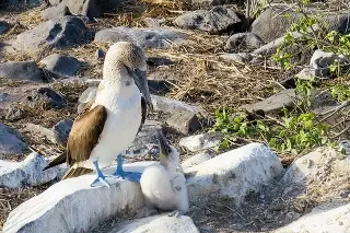 Imagen Activan protocolos ante posible afectación de aves en el archipiélago de Galápagos