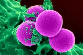 Imagen Estudio revela que hay 36 billones de células en hombre adulto y 28 billones en mujeres