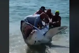 Imagen Hombres rescatan a peligroso tiburón varado en la playa (+Video)
