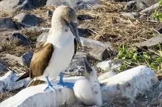 Imagen Reportan presencia de gripe aviar en las Islas Galápagos 