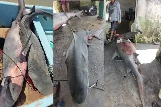 Imagen Capturan pescadores dos tiburones en Alvarado