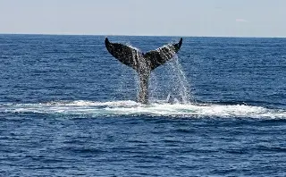 Imagen Inteligencia Artificial se alía con delfines y ballenas; buscan protegerlos de los barcos