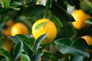 Imagen Precio de limón se triplica en 5 años por extorsión y clima  