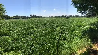Imagen Preocupa a ciudadanía estado de laguna Lagartos en Veracruz; así se encuentra