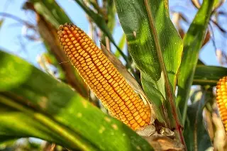 Imagen Gobierno de México defiende decreto contra el maíz transgénico de EU