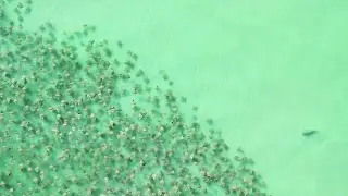 Imagen Dron capta a tiburón persiguiendo a rayas en la costa (+Video)