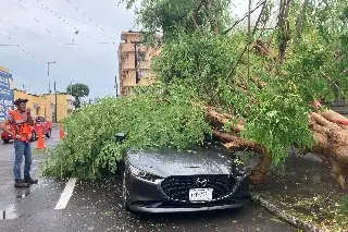 Imagen Cae árbol sobre auto en Veracruz