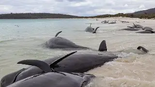 Imagen Mueren más de 30 ballenas piloto tras quedar varadas 