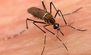 Imagen Síntomas del dengue y qué hacer para evitarlo 