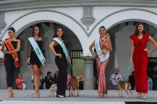 Imagen Anuncian pasarela de adopción de perritos con participantes de Miss Earth Veracruz 