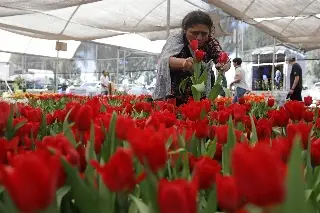 Imagen Cultivan 200.000 macetas de tulipanes de 50 variedades para San Valentín