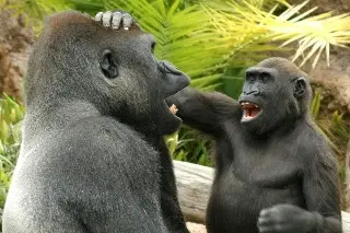 Imagen Descubren que los simios, como los humanos, provocan a sus compañeros en broma
