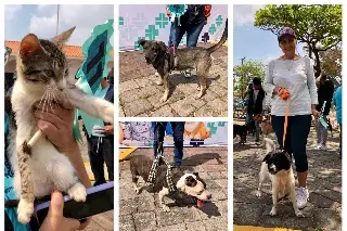 Imagen Realizan Expo Adopta tu mascota en Veracruz