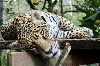 Imagen México relizará tercer conteo nacional del jaguar