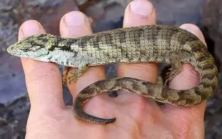Imagen ¿Cuáles son las características de la lagartija 'dragoncito de Coapilla'? 