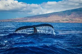 Imagen ¿Qué hace que canten las ballenas? Esto dicen expertos 