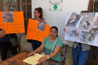 Imagen Piden justicia por perritas atropelladas en Veracruz; la que sobrevivió está fracturada