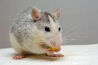 Imagen Técnica de edición disminuye el colesterol en ratones sin alterar su ADN, según estudio 