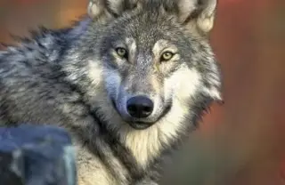 Imagen Identifican raro ejemplar del extinto lobo nipón