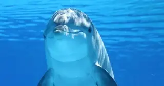 Imagen Descubren nueva especie de delfín gigante que vivió hace 16 millones de años 